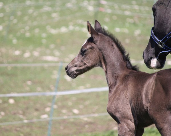 dressage horse Daizzo (German Sport Horse, 2019, from Don Allegro)