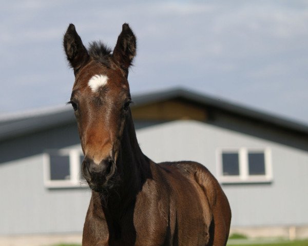dressage horse Felicito (Hanoverian, 2019, from Blue Hors Dreamline)