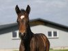 dressage horse Felicito (Hanoverian, 2019, from Blue Hors Dreamline)