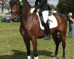 dressage horse Dünenfreude (Hanoverian, 2015, from Damsey FRH)