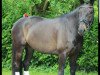 dressage horse D'accord 63 (Oldenburg, 2006, from Dionysos 19)