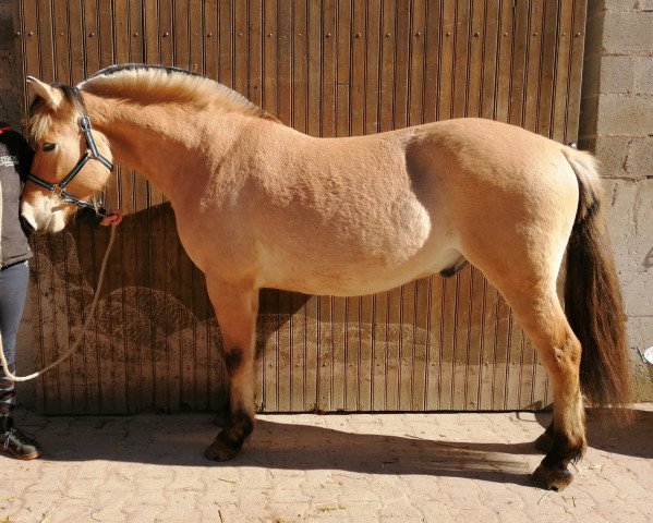 Pferd Geronimo d'ober (Fjordpferd, 2016, von Kaulier)