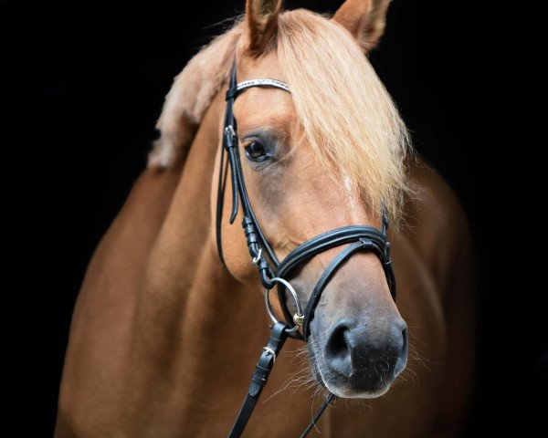 broodmare Golden Estrella M (German Riding Pony, 2014, from Golden State 2)