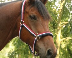 dressage horse Flirt Royal (Hanoverian, 2009, from Fidertanz)