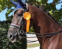 dressage horse Dwayne The Rock Johnson (Bayer, 2011, from Desperados FRH)