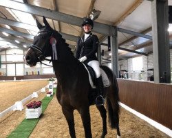 dressage horse Sir Santiano (Westphalian, 2013, from Sir Fidergold)