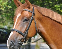 Springpferd Cocolino V. Schloesslihof (Schweizer Warmblut, 2012, von Collindro R)