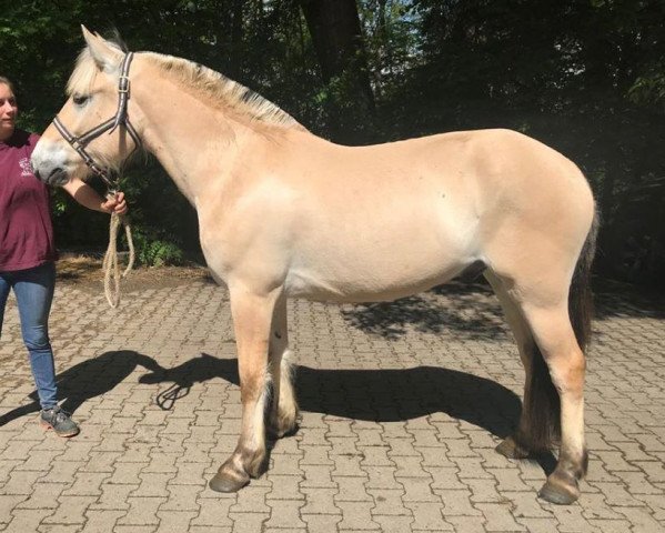 horse Merlin (Fjord Horse, 2017, from Torsetblakken)