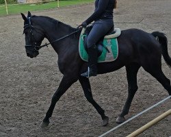 dressage horse Broadway City (unknown, 2011)