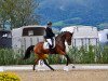 dressage horse Der Feine Franz (Hanoverian, 2015, from Franziskus FRH)