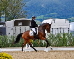 dressage horse Der Feine Franz (Hanoverian, 2015, from Franziskus FRH)