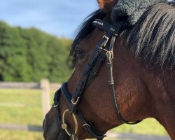 broodmare Psw Pamina (German Riding Pony, 2010, from PSW Pitu)