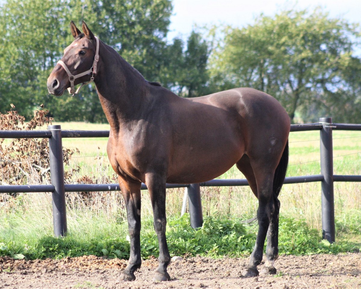 broodmare Lickety Split (Westphalian, 2007, from Leonetti)