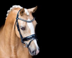 jumper Amigo (Nederlands Welsh Ridepony, 2012, from Leuns Veld's Winston)