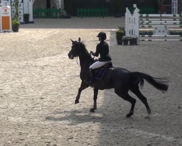 FEI Reitturnier Aachen (GER) 2016