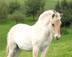 broodmare Kis-Yola (Fjord Horse, 2014, from Vacceur)