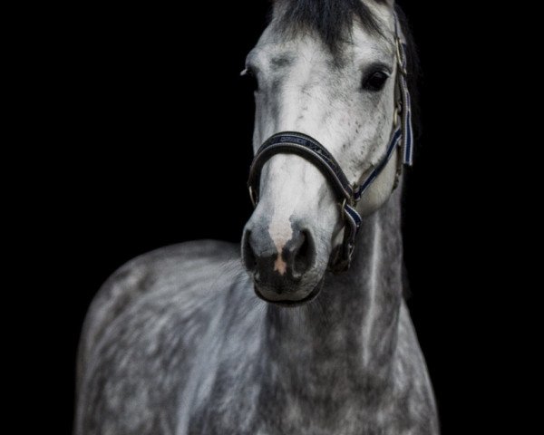 jumper Chanel Royal (Zangersheide riding horse, 2011, from Colman)