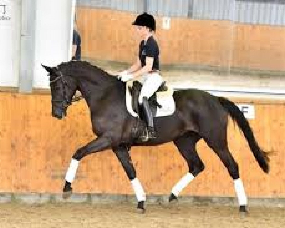 broodmare Verführung (Trakehner, 2014, from E.H. Millennium)