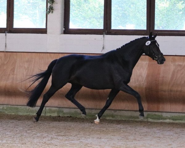 broodmare Ruby Sun (Trakehner, 2012, from Singolo)