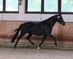 Zuchtstute Ruby Sun (Trakehner, 2012, von Singolo)