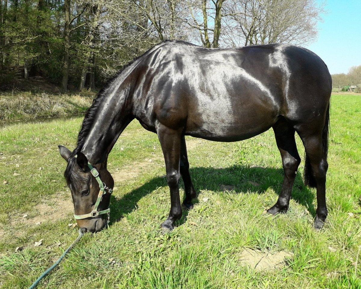 Zuchtstute Lady Likoto ( Lou ) (Westfale, 2015, von Likoto xx)