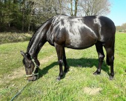 broodmare Lady Likoto ( Lou ) (Westphalian, 2015, from Likoto xx)