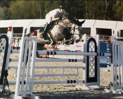 jumper Caro Z (Zangersheide riding horse, 2011, from Casmir Z)