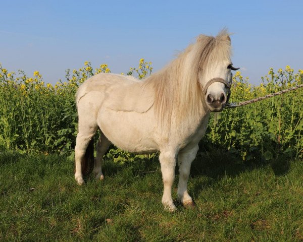 broodmare Bella Vita (Shetland Pony, 2012)