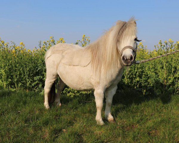 Zuchtstute Bella Vita (Shetland Pony, 2012)