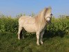 broodmare Bella Vita (Shetland Pony, 2012)