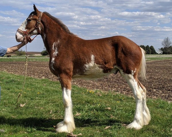 horse KDJ's Kruz Control (Clydesdale, 2019, from Irish Thunder's Celtic Dawson)