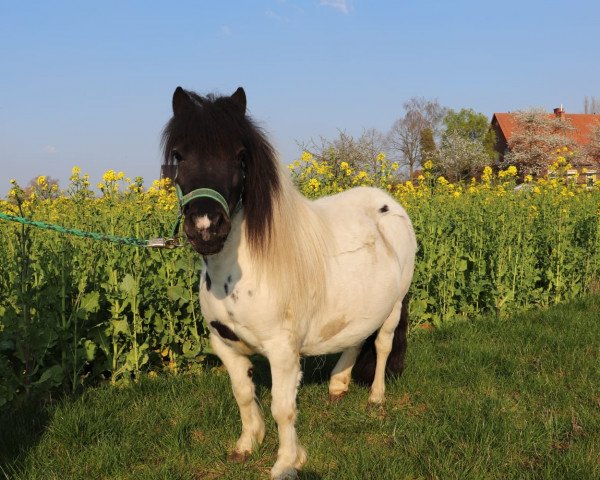 broodmare Coco la Belle (Shetland Pony, 2013)