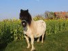 broodmare Coco la Belle (Shetland Pony, 2013)