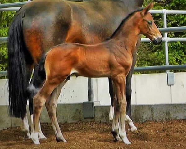 dressage horse Jovino (Oldenburg, 2020, from Jovian)