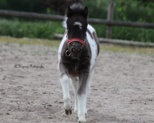 Zuchtstute Elsa (Shetland Pony, 2019, von Wiske v.d Klaverweg)