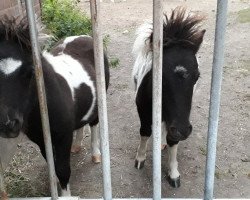 Pferd Toffifee (Shetland Pony, 2019, von Wiske v.d Klaverweg)