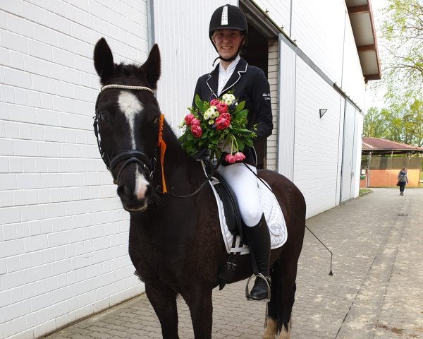 dressage horse Bisby (German Riding Pony, 2007, from Blue Dancer)