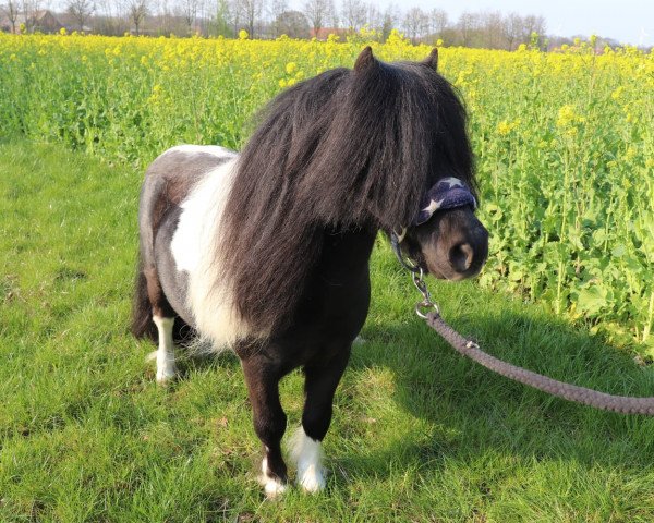 Deckhengst Wiske v.d Klaverweg (Shetland Pony, 2005)
