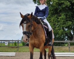 broodmare Calenberg's Vivian (German Riding Pony,  , from Pink Floyd)