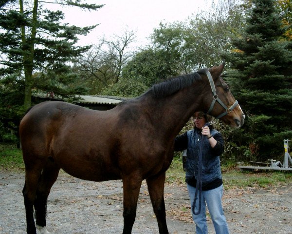 Zuchtstute Wega (Hannoveraner, 1987, von Wanderer)