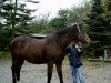 broodmare Wega (Hanoverian, 1987, from Wanderer)