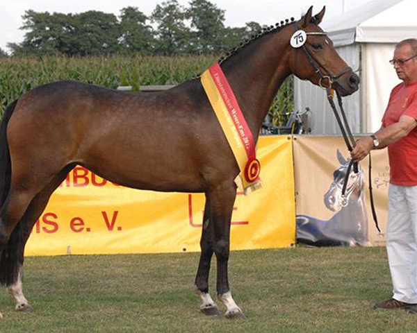 Zuchtstute Happyness WE (Deutsches Reitpony, 2009, von Orchard Boginov)