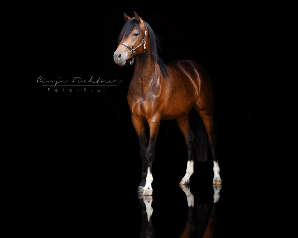broodmare Oranjehof's Happy Rahel (German Riding Pony, 2017, from Dance Star AT)