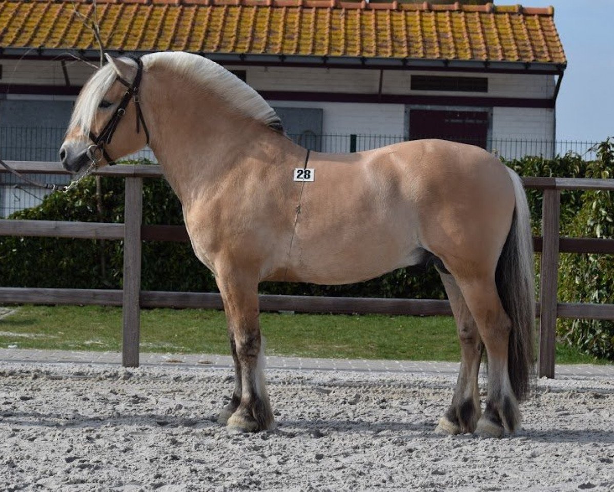 Deckhengst Tordo Dorteson (Fjordpferd, 2013, von Ninjar D.773)