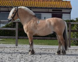 stallion Tordo Dorteson (Fjord Horse, 2013, from Ninjar D.773)