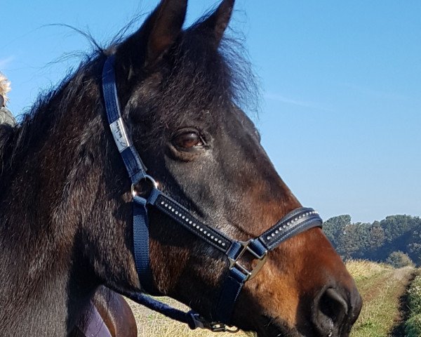 horse Caisy (German Riding Pony, 1989, from Bernstein)