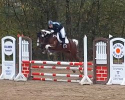 dressage horse Oberts Orkan (Trakehner, 2008, from Camaro)