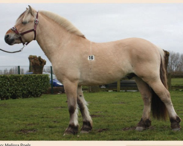 stallion Gidar van den Bosdries (Fjord Horse, 2005, from Haugguten)