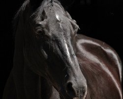 Pferd Tugun (Russisch Trakehner, 1989, von Gipjur)