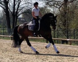 dressage horse Saint-Tropez M (Hanoverian, 2012, from Sir Donnerhall I)